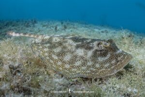 Yellow Spotted Stingray, Urobatis jamaicensis. Aka yellow round ray. Triangle Rocks, South Bimini Island, Bahamas.