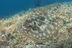 Yellow Spotted Stingray, Urobatis jamaicensis. Aka yellow round ray. Triangle Rocks, South Bimini Island, Bahamas.