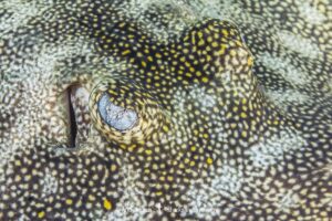 Yellow Spotted Stingray, Urobatis jamaicensis. Aka yellow round ray. Triangle Rocks, South Bimini Island, Bahamas.