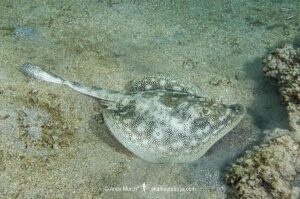 Yellow stingray, Urobatis jamaicensis previously Urolophus jamaicensis. Ft Lauderdale, Florida, Atlantic Ocean.