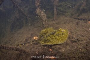 Yellow Spotted Stingray, Urobatis jamaicensis. Oyster Bed Lagoon, Utila, Bay Islands, Honduras.