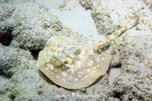 Juvenile Yellow Spotted Stingray, Urobatis jamaicensis. Aka yellow round ray. Grand Cayman, Cayman Islands, West Indies.
