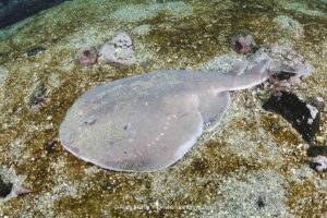 Apron Ray, Discopyge tschudii, Zapallar Bay, Central Chile, Eastern South Pacific.