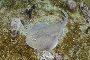 Apron Ray, Discopyge tschudii, Zapallar Bay, Central Chile, Eastern South Pacific.