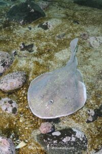 Apron Ray, Discopyge tschudii, Zapallar Bay, Central Chile, Eastern South Pacific.