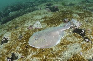 Apron Ray, Discopyge tschudii, Zapallar Bay, Central Chile, Eastern South Pacific.