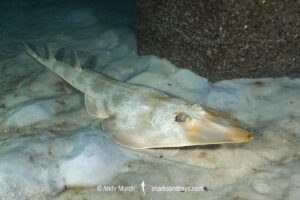 Atlantic guitarfish, Pseudobatos lentiginosus. Aka freckled guitarfish. Previously Rhinobatos lentiginosus. Panama City, Florida, USA, Gulf of Mexico.