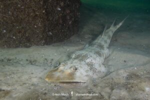 Atlantic guitarfish, Pseudobatos lentiginosus. Aka freckled guitarfish. Previously Rhinobatos lentiginosus. Panama City, Florida, USA, Gulf of Mexico.