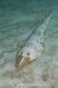 Atlantic guitarfish, Pseudobatos lentiginosus. Aka freckled guitarfish. Previously Rhinobatos lentiginosus. Panama City, Florida, USA, Gulf of Mexico.
