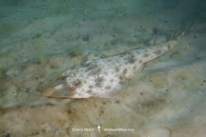 Atlantic guitarfish, Pseudobatos lentiginosus. Aka freckled guitarfish. Previously Rhinobatos lentiginosus. Panama City, Florida, USA, Gulf of Mexico.