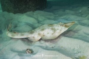 Atlantic guitarfish, Pseudobatos lentiginosus. Aka freckled guitarfish. Previously Rhinobatos lentiginosus. Panama City, Florida, USA, Gulf of Mexico.