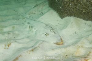 Atlantic guitarfish, Pseudobatos lentiginosus. Aka freckled guitarfish. Previously Rhinobatos lentiginosus. Panama City, Florida, USA, Gulf of Mexico.
