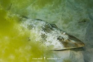 Atlantic guitarfish, Pseudobatos lentiginosus. Aka freckled guitarfish. Previously Rhinobatos lentiginosus. Panama City, Florida, USA, Gulf of Mexico.