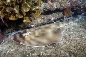 Banded Guitarfish, Zapteryx exasperata. A type of banjo ray (Trygonorrhinidae) from the tropical Eastern Pacific. Cabo Pulmo, Sea of Cortez, Baja, Mexico.