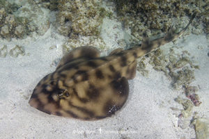 Banded Guitarfish, Zapteryx exasperata. A type of banjo ray (Trygonorrhinidae) from the tropical Eastern Pacific. Cabo Pulmo, Sea of Cortez, Baja, Mexico.