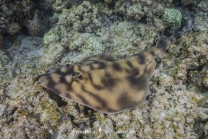 Banded Guitarfish, Zapteryx exasperata. A type of banjo ray (Trygonorrhinidae) from the tropical Eastern Pacific. Cabo Pulmo, Sea of Cortez, Baja, Mexico.