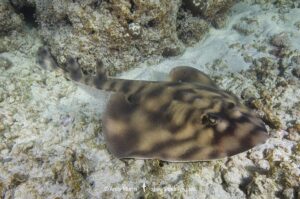 Banded Guitarfish, Zapteryx exasperata. A type of banjo ray (Trygonorrhinidae) from the tropical Eastern Pacific. Cabo Pulmo, Sea of Cortez, Baja, Mexico.