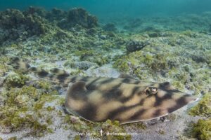 Banded Guitarfish, Zapteryx exasperata. A type of banjo ray (Trygonorrhinidae) from the tropical Eastern Pacific. Cabo Pulmo, Sea of Cortez, Baja, Mexico.