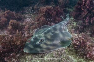 Banded Guitarfish, Zapteryx exasperata. A type of banjo ray (Trygonorrhinidae) from the tropical Eastern Pacific. La Jolla Cove, San Diego, California.