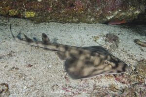 Banded Guitarfish, Zapteryx exasperata. A type of banjo ray (Trygonorrhinidae) from the tropical Eastern Pacific. Midriff Islands, Sea of Cortez, Baja, Mexico.