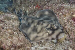 Banded Guitarfish, Zapteryx exasperata. A type of banjo ray (Trygonorrhinidae) from the tropical Eastern Pacific. Midriff Islands, Sea of Cortez, Baja, Mexico.