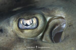Banded Guitarfish, Zapteryx exasperata. Eye detail showing the protective flap or protective membrane. Cabo Pulmo, Sea of Cortez, Baja, Mexico.