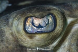 Banded Guitarfish, Zapteryx exasperata. Eye detail showing the protective flap or protective membrane. Cabo Pulmo, Sea of Cortez, Baja, Mexico.