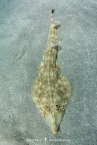 Bottlenose Guitarfish