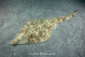 Bottlenose Guitarfish