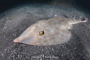 Bottlenose Guitarfish