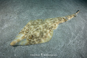 Bottlenose Guitarfish