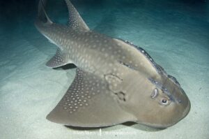 Bowmouth Guitarfish, Rhina ancylostomus. Aka shark ray. A widespread but critically endangered giant guitarfish or wedgefish from the Ind-West Pacific.