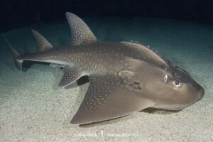 Bowmouth Guitarfish, Rhina ancylostomus. Aka shark ray. A widespread but critically endangered giant guitarfish or wedgefish from the Ind-West Pacific.