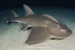 Bowmouth Guitarfish, Rhina ancylostomus. Aka shark ray. A widespread but critically endangered giant guitarfish or wedgefish from the Ind-West Pacific.
