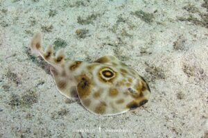Bullseye Electric Ray, Diplobatis ommata. Aka Pacific Dwarf Numbfish. Sea of Cortez, Mexico, Eastern Tropical Pacific.