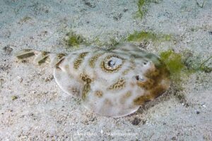 Bullseye Electric Ray, Diplobatis ommata. Aka Pacific Dwarf Numbfish. Sea of Cortez, Mexico, Eastern Tropical Pacific.
