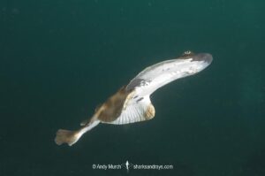 Bullseye Electric Ray, Diplobatis ommata. Aka Pacific Dwarf Numbfish. Sea of Cortez, Mexico, Eastern Tropical Pacific.