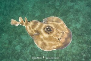 Bullseye Electric Ray, Diplobatis ommata. Aka Pacific Dwarf Numbfish. Sea of Cortez, Mexico, Eastern Tropical Pacific.