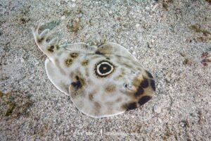 Bullseye Electric Ray, Diplobatis ommata. Aka Pacific Dwarf Numbfish. Sea of Cortez, Mexico, Eastern Tropical Pacific.