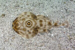 Bullseye Electric Ray, Diplobatis ommata. Aka Pacific Dwarf Numbfish. Sea of Cortez, Mexico, Eastern Tropical Pacific.