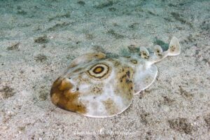Bullseye Electric Ray, Diplobatis ommata. Aka Pacific Dwarf Numbfish. Sea of Cortez, Mexico, Eastern Tropical Pacific.