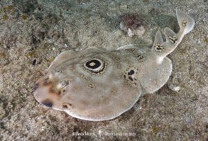 Bullseye Electric Ray, Diplobatis ommata. Aka Pacific Dwarf Numbfish. Sea of Cortez, Mexico, Eastern Tropical Pacific.
