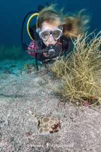 Bullseye Electric Ray, Diplobatis ommata. Aka Pacific Dwarf Numbfish. Sea of Cortez, Mexico, Eastern Tropical Pacific.
