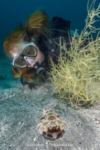 Bullseye Electric Ray, Diplobatis ommata. Aka Pacific Dwarf Numbfish. Sea of Cortez, Mexico, Eastern Tropical Pacific.