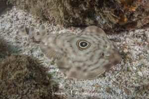 Bullseye Electric Ray, Diplobatis ommata. Aka Pacific Dwarf Numbfish. Coiba Island, Panama, Eastern Tropical Pacific.