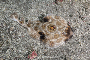 Bullseye Electric Ray, Diplobatis ommata. Aka Pacific Dwarf Numbfish. Sea of Cortez, Mexico, Eastern Tropical Pacific.