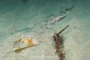 Eastern Shovelnose Ray, Aptychotrema rostrata. Aka Long snouted shovelnose ray or shovelnose shark. Nelson Bay, New South Wales, Australia.