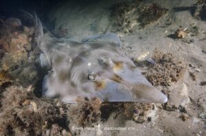 Eastern Shovelnose Ray, Aptychotrema rostrata. Aka Long snouted shovelnose ray or shovelnose shark. Nelson Bay, New South Wales, Australia.