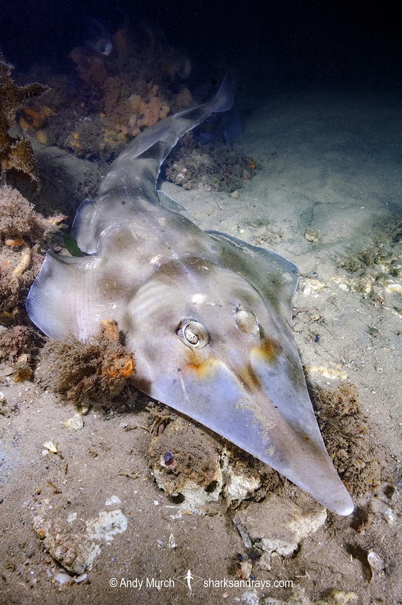 Shovel nose shark discount