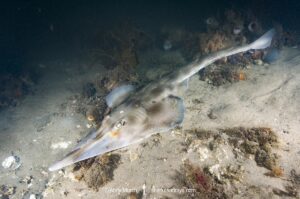 Eastern Shovelnose Ray, Aptychotrema rostrata. Aka Long snouted shovelnose ray or shovelnose shark. Nelson Bay, New South Wales, Australia.
